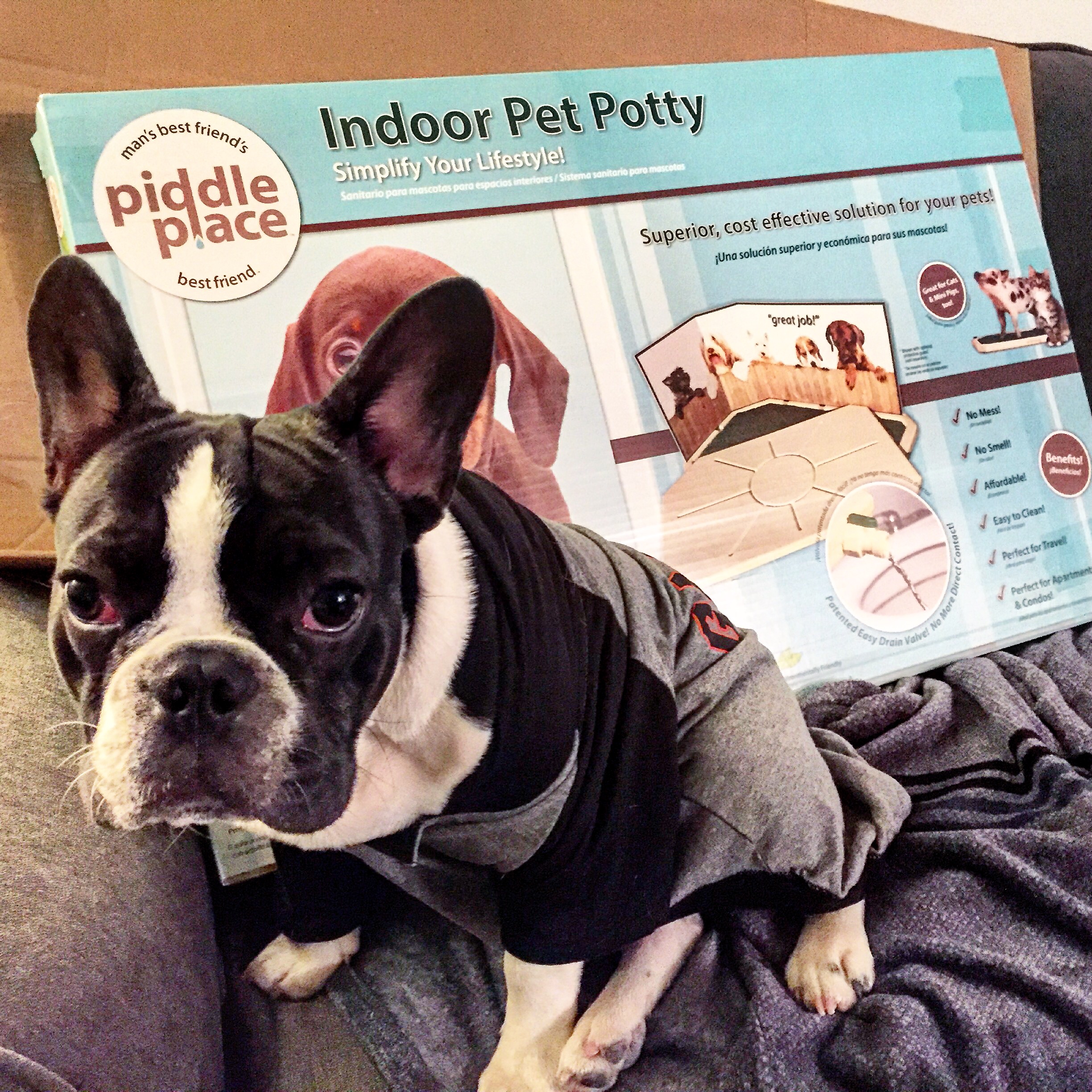Pied French Bulldog with indoor pet potty